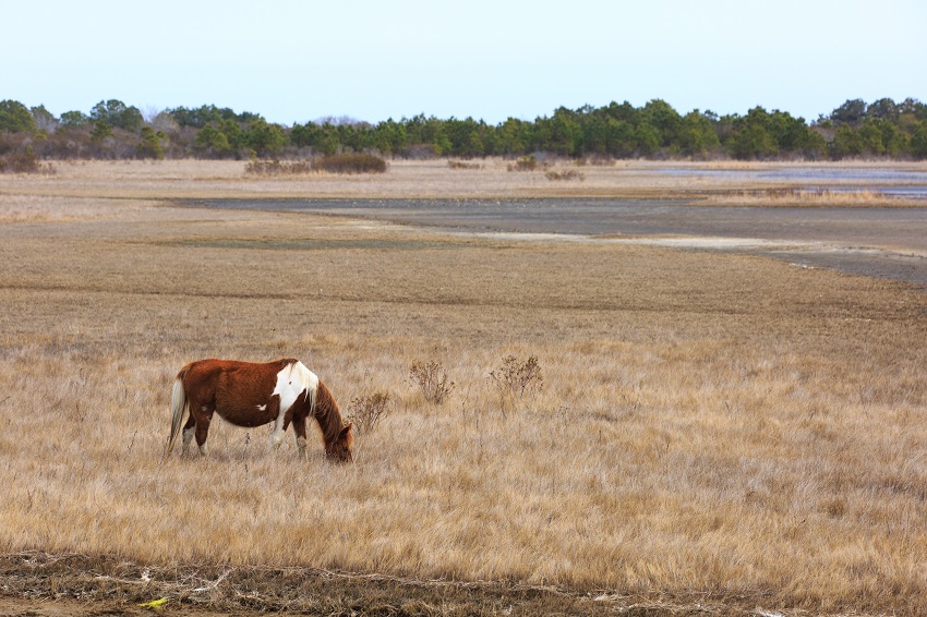 A wild horse grazing near the ocean on Assateague Island