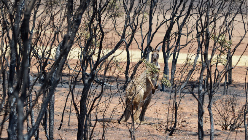 Bushfire - Kangaroo