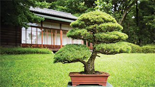 24347-Bonsai-Tree-smhoz.jpg