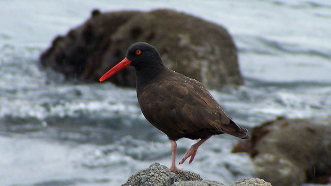 11812-Monterey-Bay-California-black-oystercatcher-c.jpg