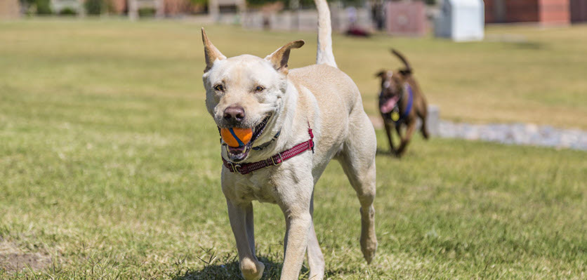 small animal - dogs - playing