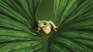 20774-costa-rica-three-jewels-in-paradise-frog-smhoz.jpg