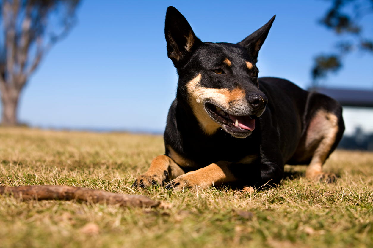 dog - working - farm