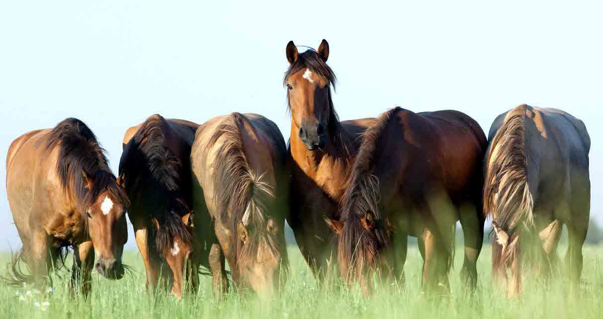 horses - equine