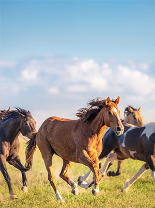 25055-Wild-Horses-Running-vert.jpg