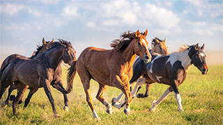 25055-Wild-Horses-Running-smhoz.jpg