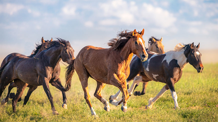 25055-Wild-Horses-Running-lghoz.jpg