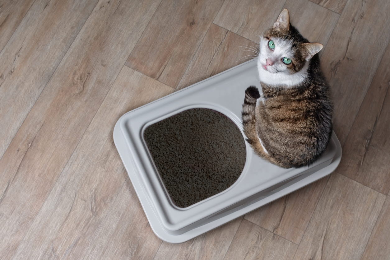 cat - kitten - litter - toilet