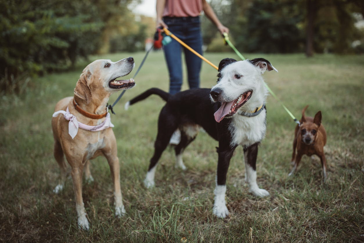 dog - park - outside - walking