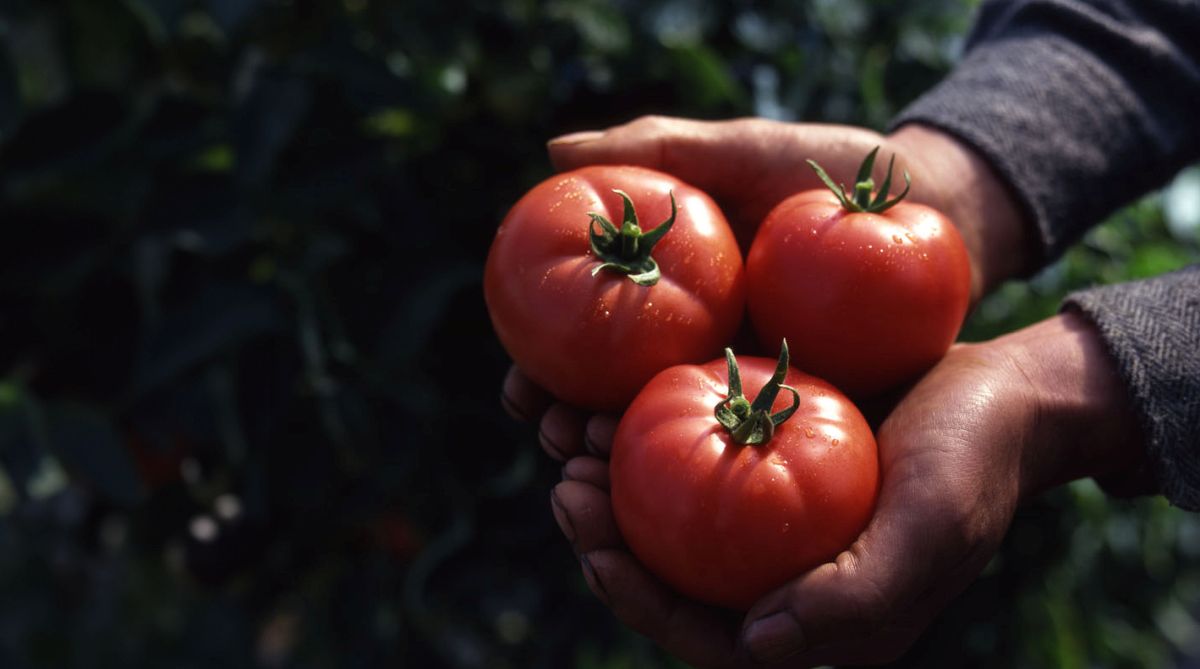 tomato farmer