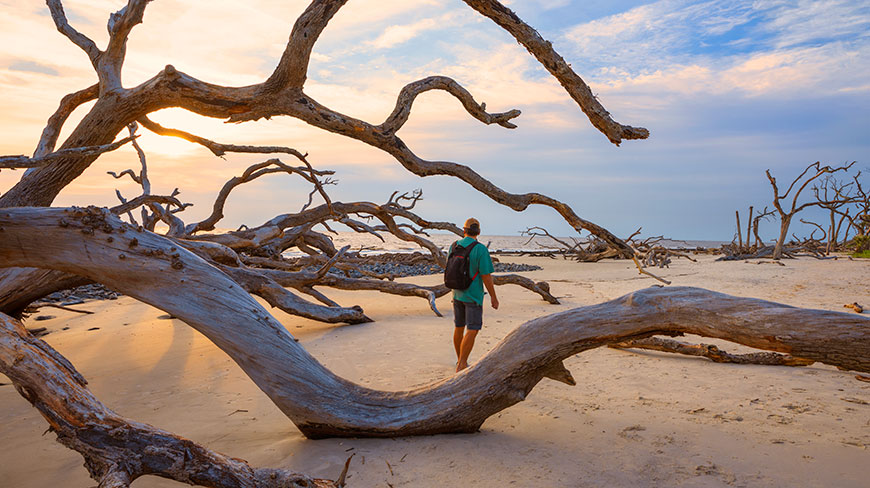 8213-US-GA-Jekyll-Island-Driftwood-Beach-c.jpg