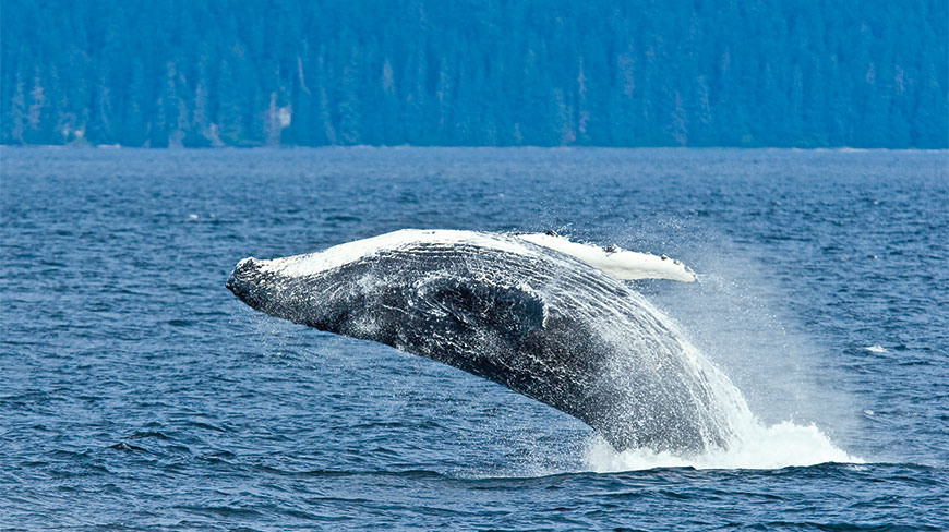 24629-whale-migration-lghoz.jpg