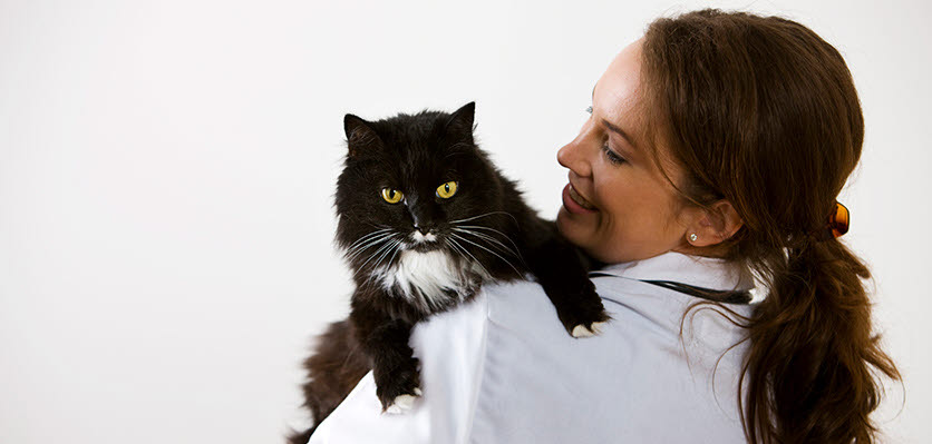cat - veterinarian - ava conference - content page hero