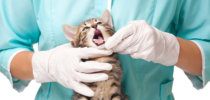 cat - dentist - ava conference - content page hero