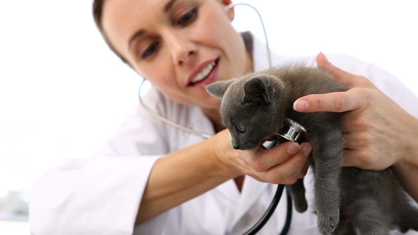 vet-checking-a-grey-kitten-in-her-office