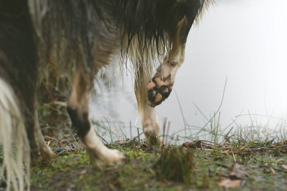 dog-collie-paw-grass-dirty-wet-ayla-verschueren-unsplash.jpg
