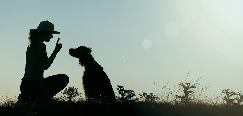 behaviour - dog - trainer - content page hero