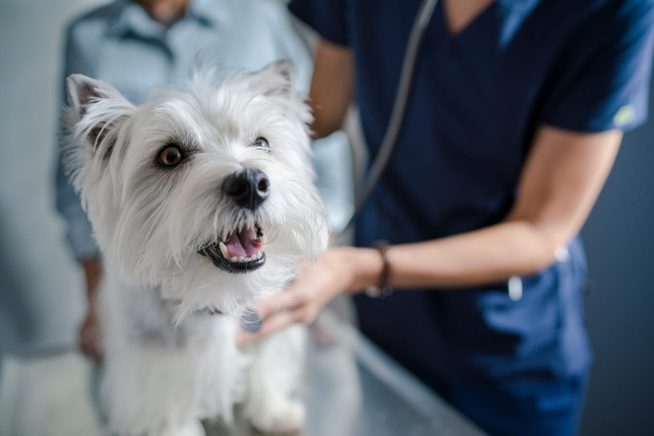 Clinic-Exam-Room-Dog-Hills-VetVoice.jpg