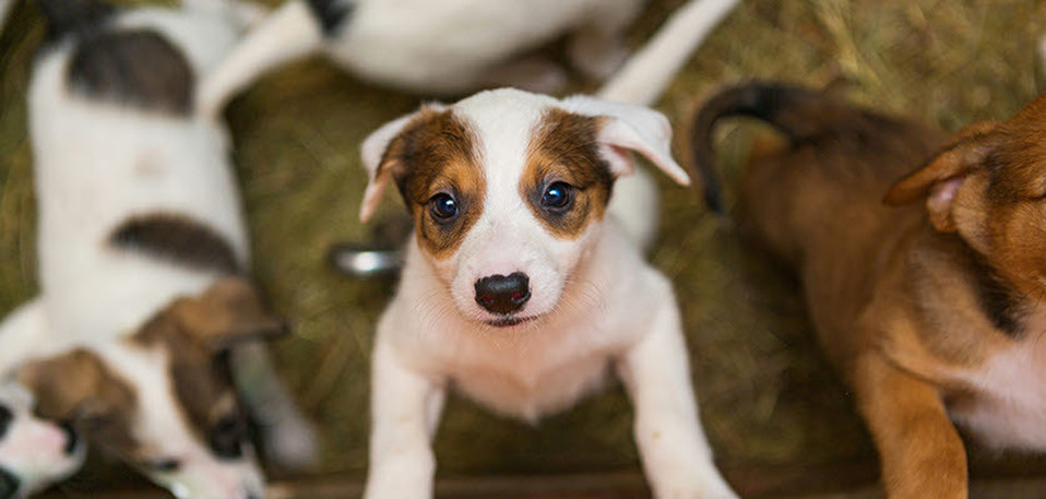 vet voice - puppy - adoption