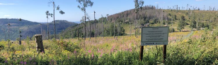 A small grove with trees about 3 to 4 metres high should have grown at this site