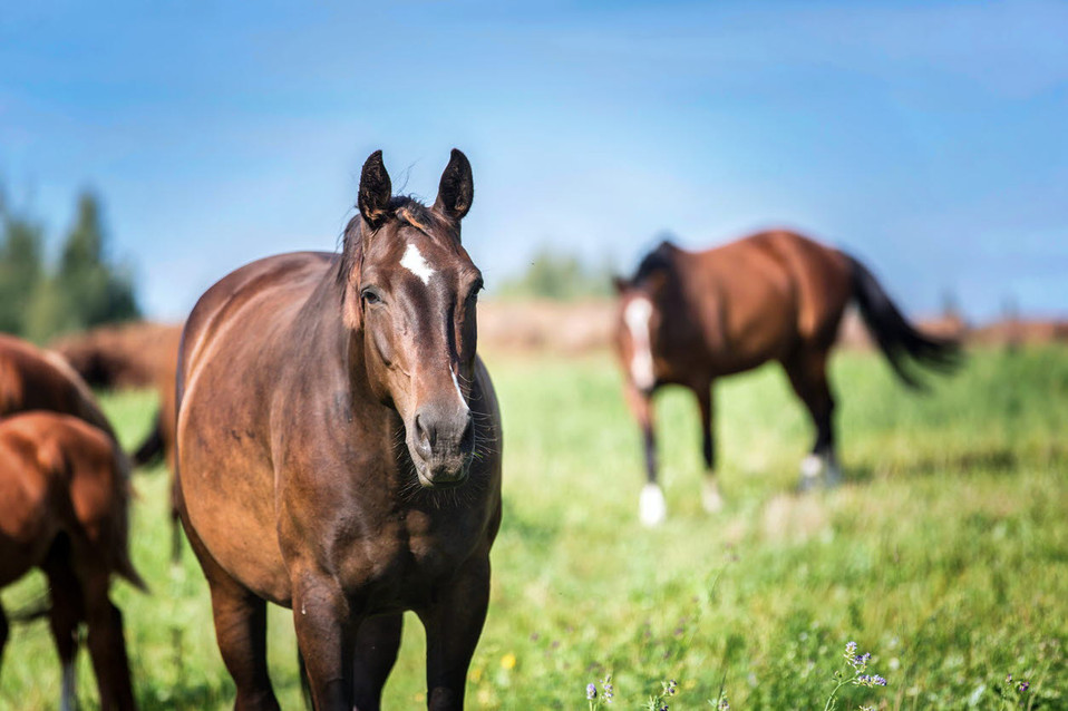 horses-field-equine.jpg