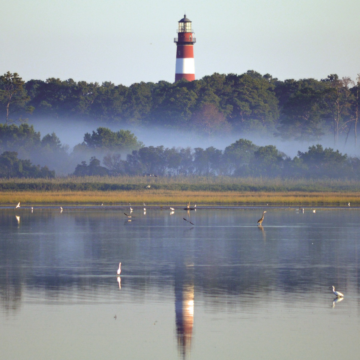The Chincoteague Lighthouse reflected in the water with wild birds in the front