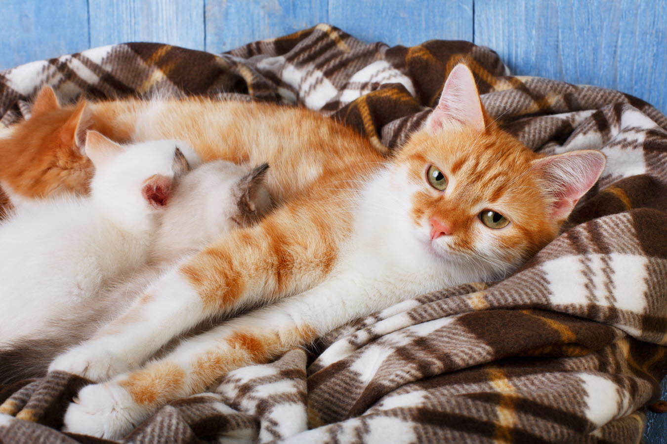reproduction - cat - kittens