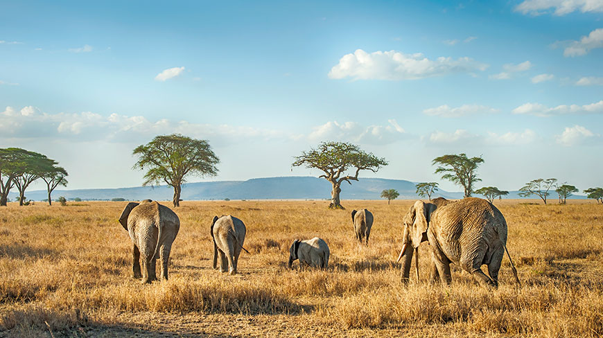 22428-TA-Serengeti-Serengeti-National-Park-7c.jpg