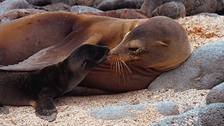 20873-ecuador-galapagos-natural-cultural-history-family-sea-lions-smhoz.jpg