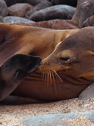 20873-ecuador-galapagos-natural-cultural-history-family-sea-lions-vert.jpg
