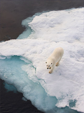 25056-NorthPole_Polar-Bear-vert.jpg