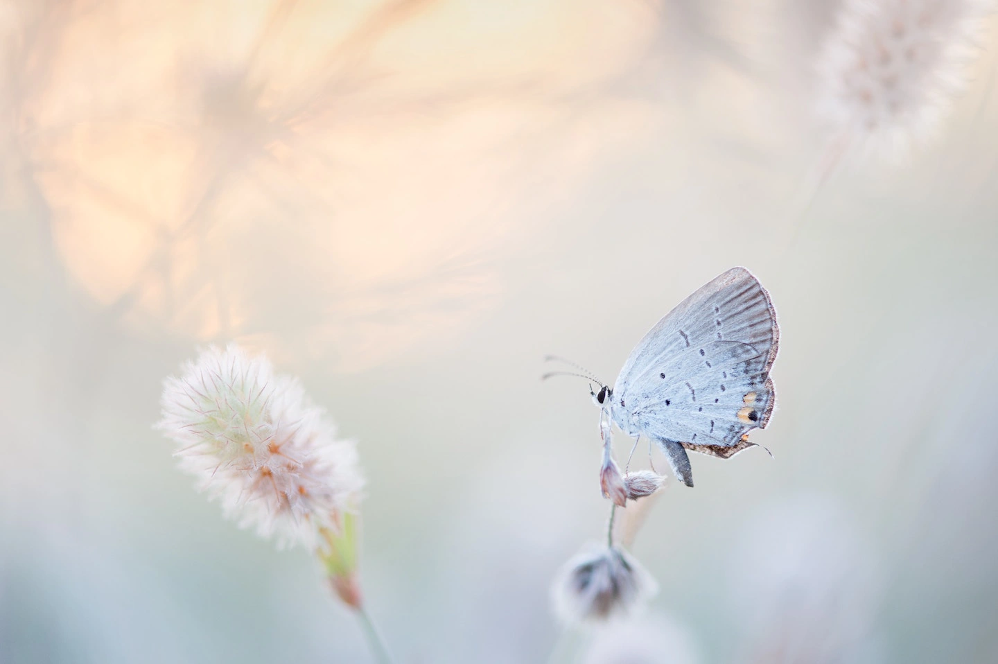 White speckled butterfly lands on flower while sitting opposite another flower
