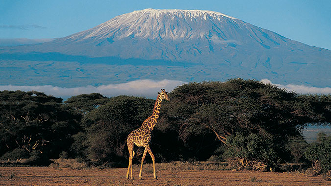 18783-Best-Of-Kenya-Tanzania-Safari-Giraffe-Kilimanjaro-LgHoz.jpg