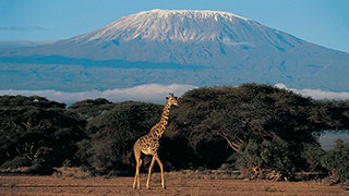 18783-Best-Of-Kenya-Tanzania-Safari-Giraffe-Kilimanjaro-SmHoz.jpg