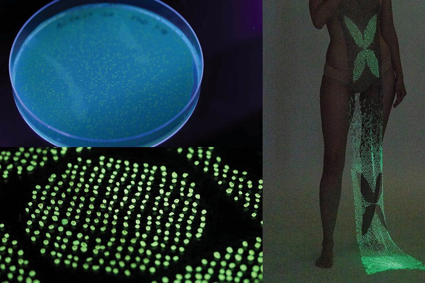 Top left: a close-up of bioluminescent material in a petri dish; bottom left: a close-up of the beads glowing green; right: a close-up of a model displaying a garment made from the polymer beads.