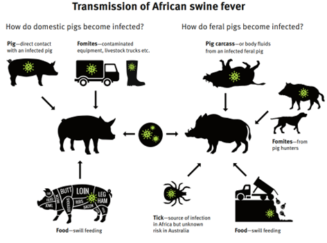 African Swine Flu Pictogram.png