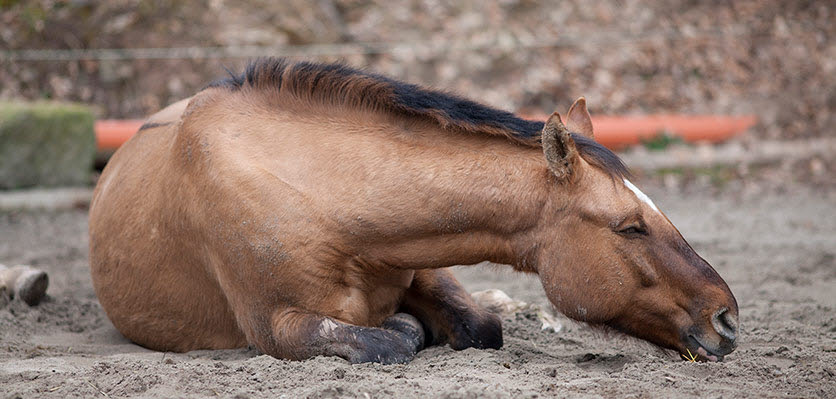 vet voice - horse - colic