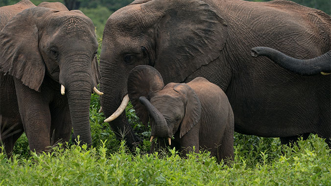 21423-southern-africa-safari-elephants-c.jpg