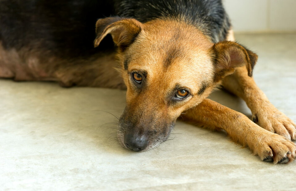 dog - sad