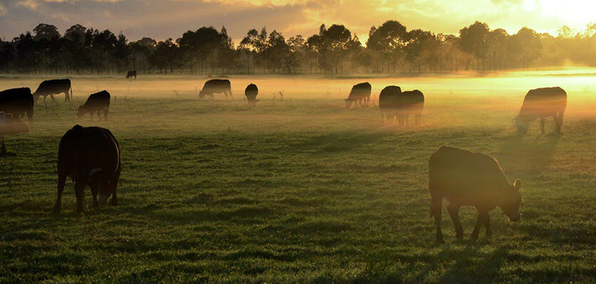 farming - cattle - vet voice.jpg