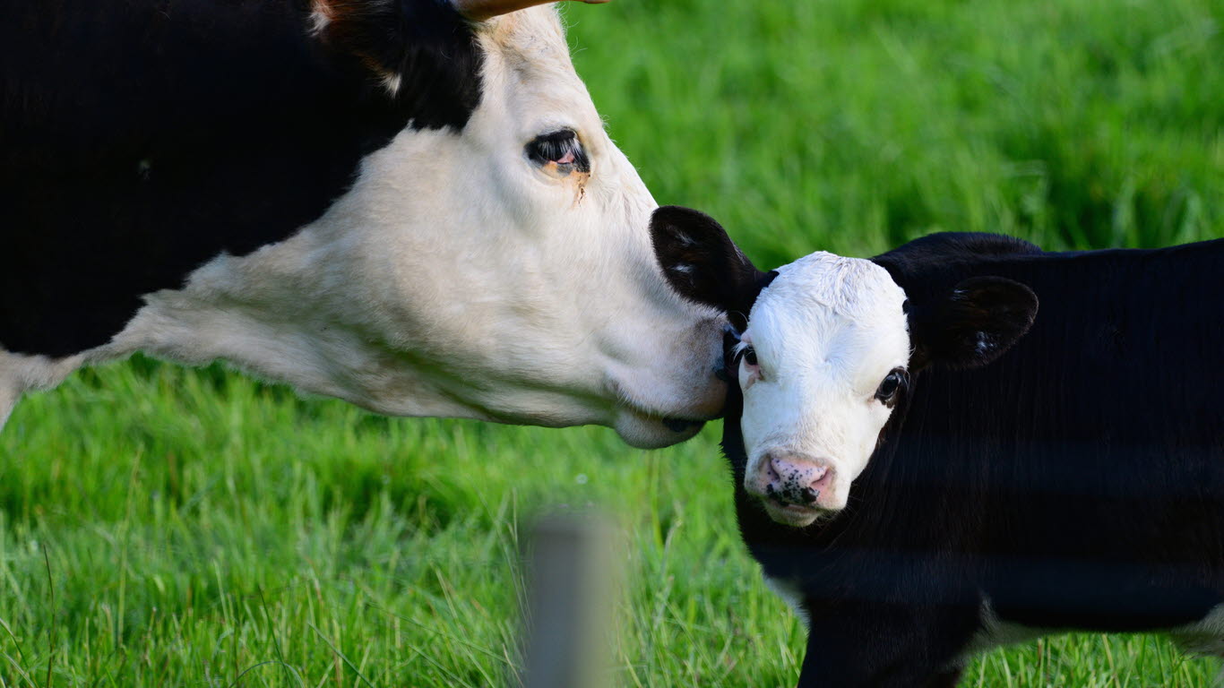 reproduction - cow - calf