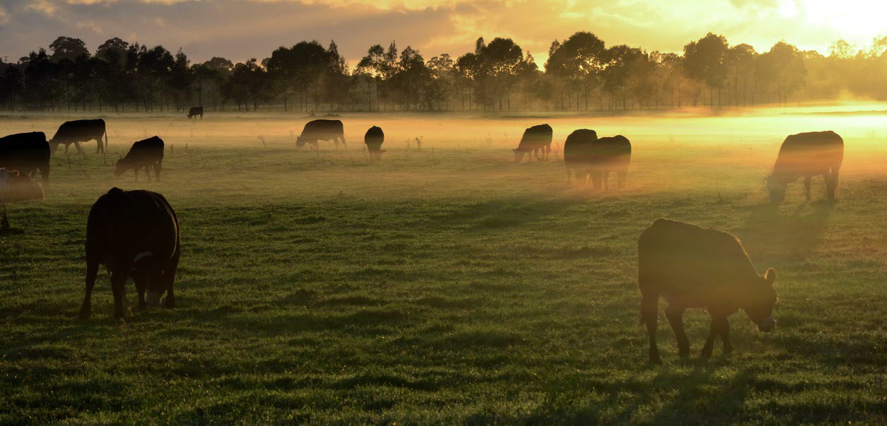 farming - cattle