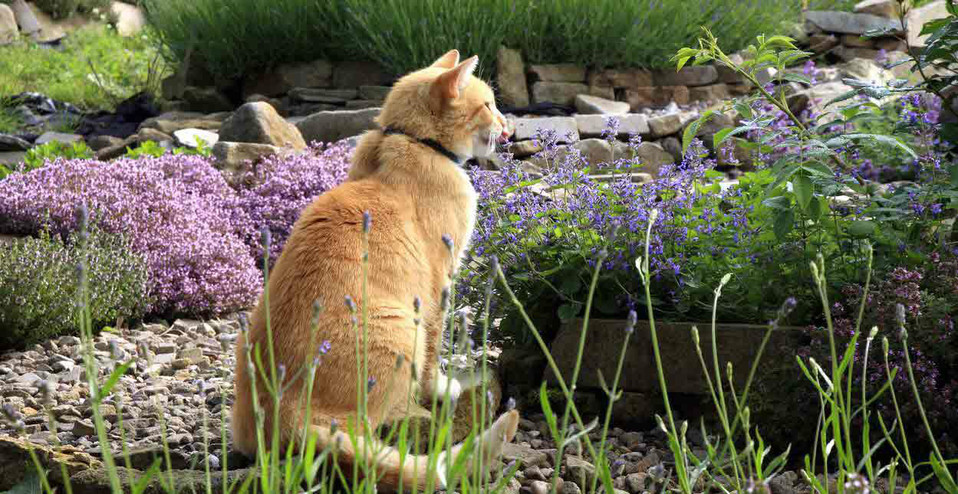 cat - plants - garden