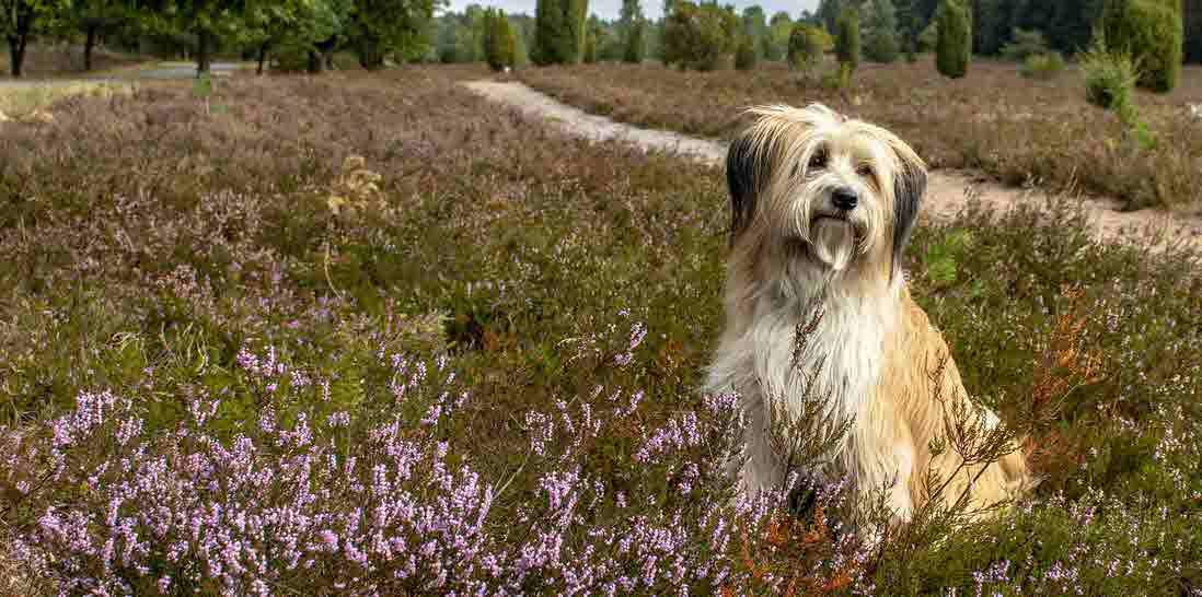 dog -  cute - field.jpg