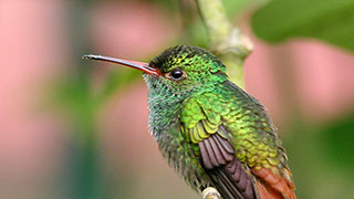 21607-Birding-Ecuador-Andes-RufousTailed-Hummingbird-smhoz.jpg