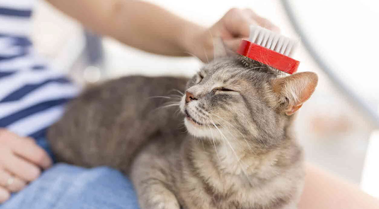 cat - grooming