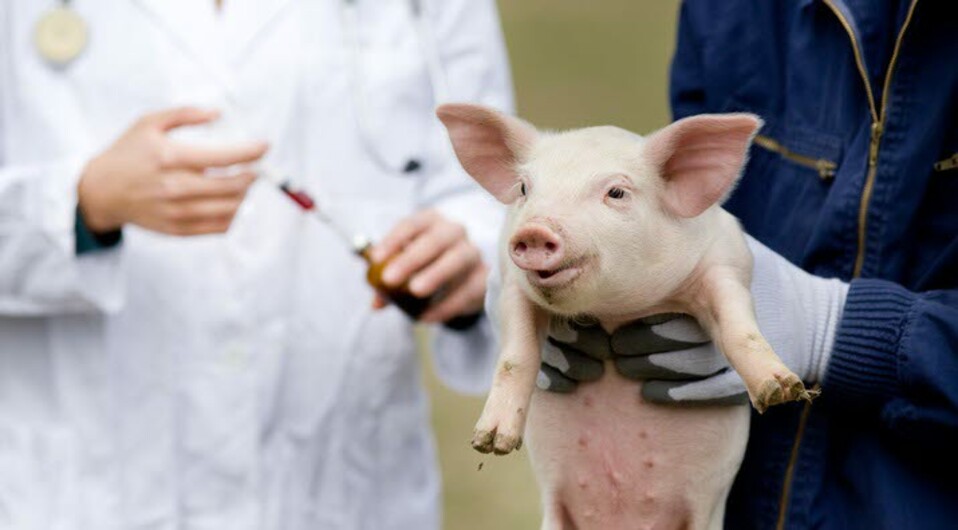 Pig