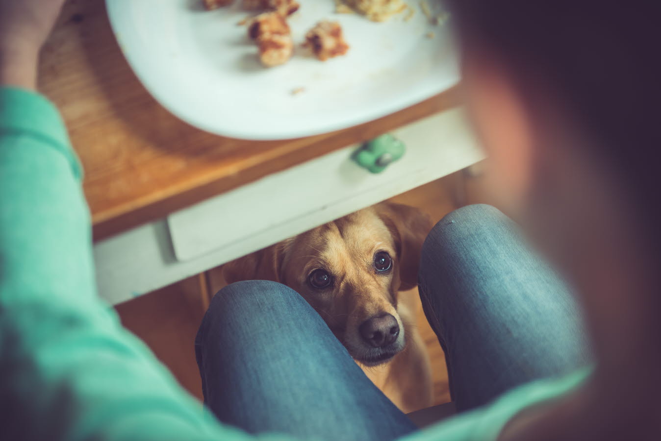 labrador begging.jpg