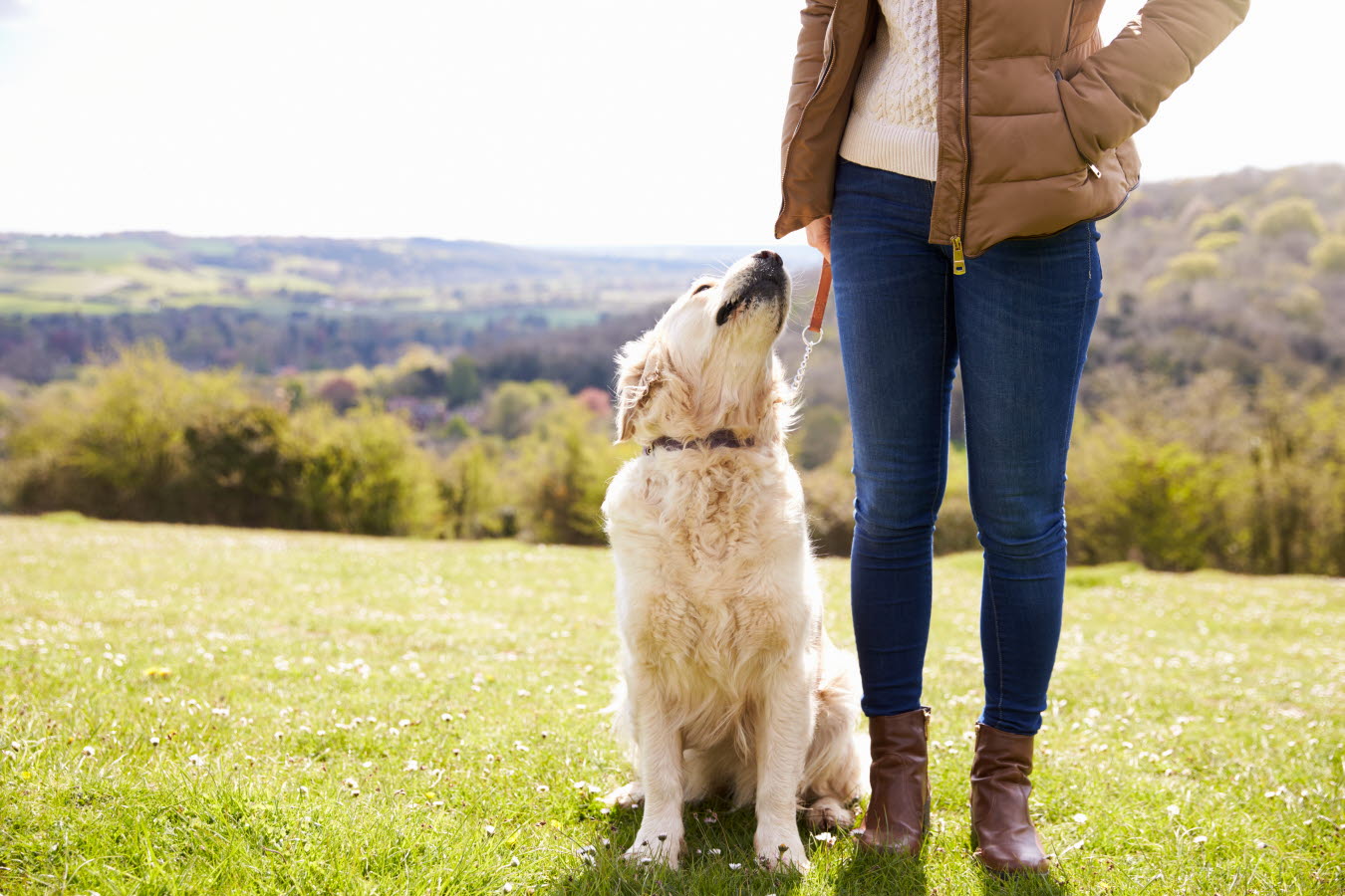 dog - owner - open field