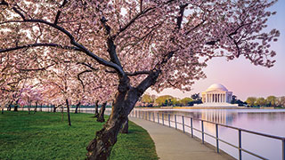 24939-US-DC-JeffersonMemorial-CherryBlossoms-smhoz.jpg